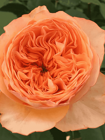 Роза Флорибунда Orange Romantica