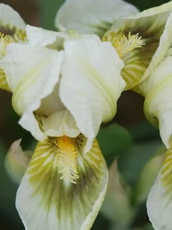 Ирис Louisiana Breeders Mix