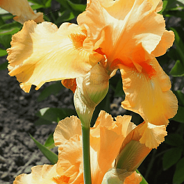 Ирис германский Skyfire