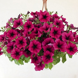 Петуния ампельная Саксесс Бургунди