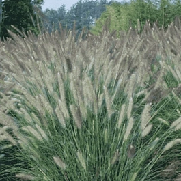 Пеннисетум лисохвостый Foxtrot