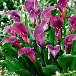 Калла Пепл Сенсейшн ПАТИО