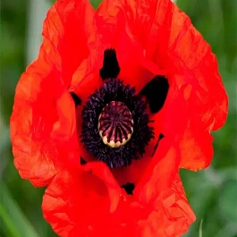 Мак восточный Beauty of Livermere