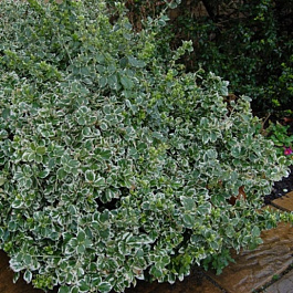 Бересклет Форчуна Голден Харлеквин Бересклет Форчуна Голден Харлеквин