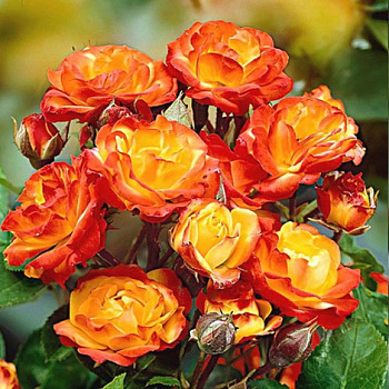 Роза плетистая Клайминг Румба