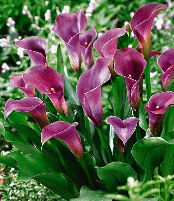 Калла Пепл Сенсейшн ПАТИО