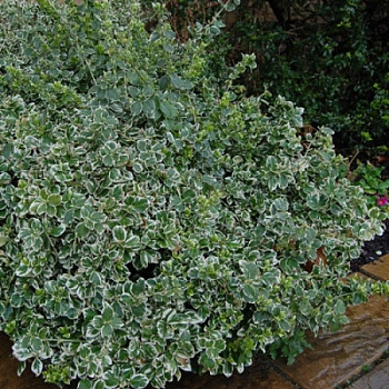 Бересклет Форчуна Голден Харлеквин