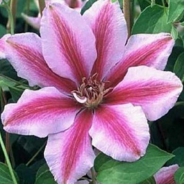 Клематис крупноцветковый Малая Гарнет