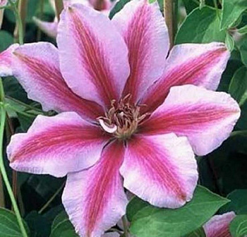 Клематис крупноцветковый Малая Гарнет