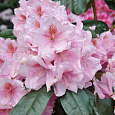 Рододендрон гибридный Синтиллейшн