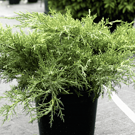Можжевельник средний White Splash