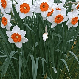 Нарцисс Professor Einstein