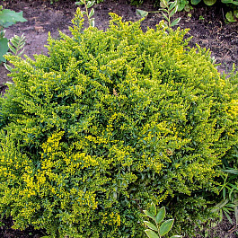 Золотарник канадский Патио Золотарник канадский Патио