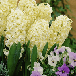 Гиацинт City of Haarlem