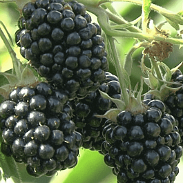 Ежевика садовая Агава