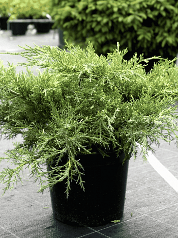 Можжевельник средний White Splash