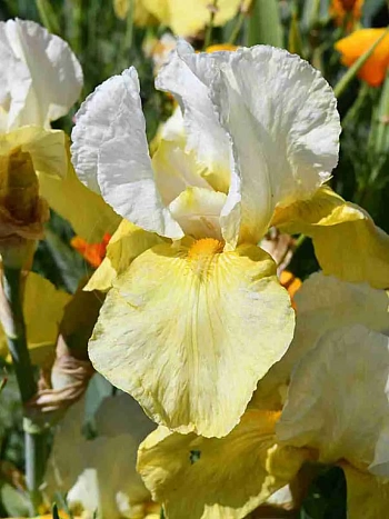 Ирис германскийGlacier Gold