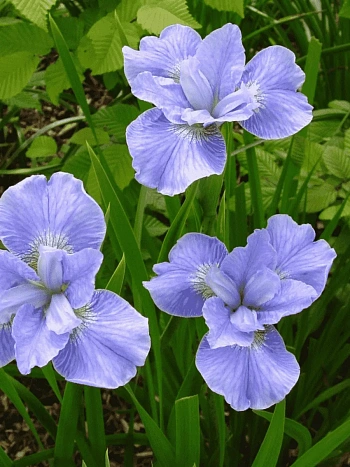 Ирис сибирский Dear Delight