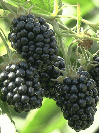 Ежевика садовая Агава