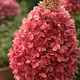 Гортензия метельчатая Candlelight