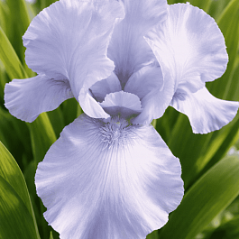 Ирис германский Az Ap