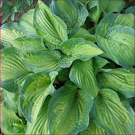 Хоста гибридная Парадигма