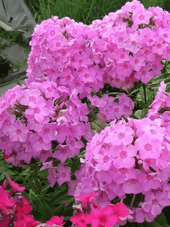 Флокс метельчатый Плюш Розовый