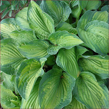 Хоста гибридная Парадигма