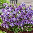 Аквилегия обыкновенная Early Bird Purple Blue