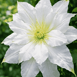 Клематис Chalcedony