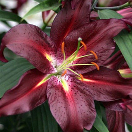 Лилия восточная Коммитмент