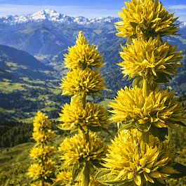 Горечавка желтая