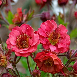 Гравилат чилийский Флеймс оф Пэшн