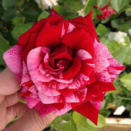 Роза флорибунда Дип Импершн Роза флорибунда Дип Импершн