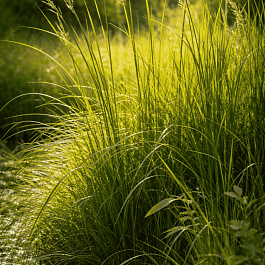 Молиния голубая Overdam