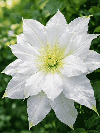 Клематис Chalcedony