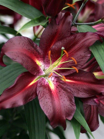 Лилия восточная Коммитмент