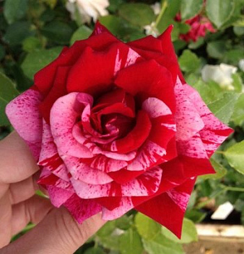 Роза флорибунда Дип Импершн