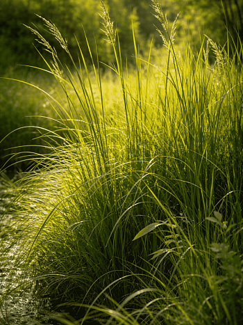 Молиния голубая Overdam
