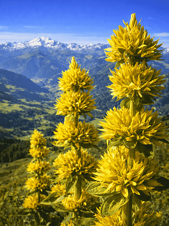 Горечавка желтая