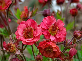 Гравилат чилийский Флеймс оф Пэшн