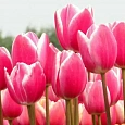 Тюльпан Jumbo Beauty