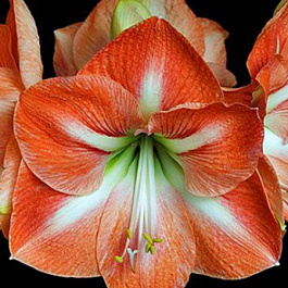 Амариллис простой Нагано