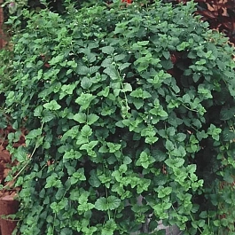 Чабер дугласа 'Indian Mint'