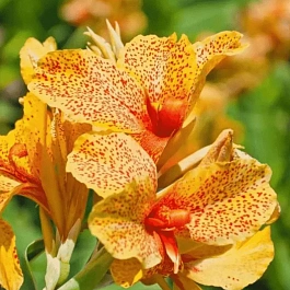 Канна зеленолистная Picasso