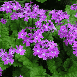 Примула Зибольда