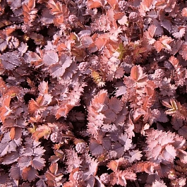 Ацена безоружная Purpurea