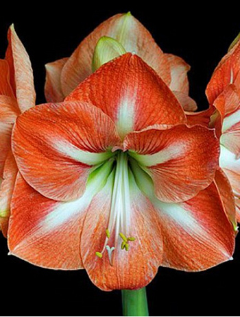 Амариллис простой Нагано