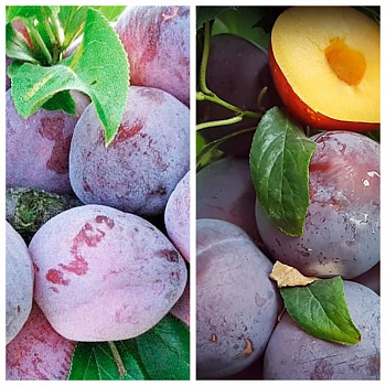 Дерево-сад (3-4х летка) слива 2 сорта Этюд-Шарафуга