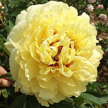 Пион ИТО Сонома Гало